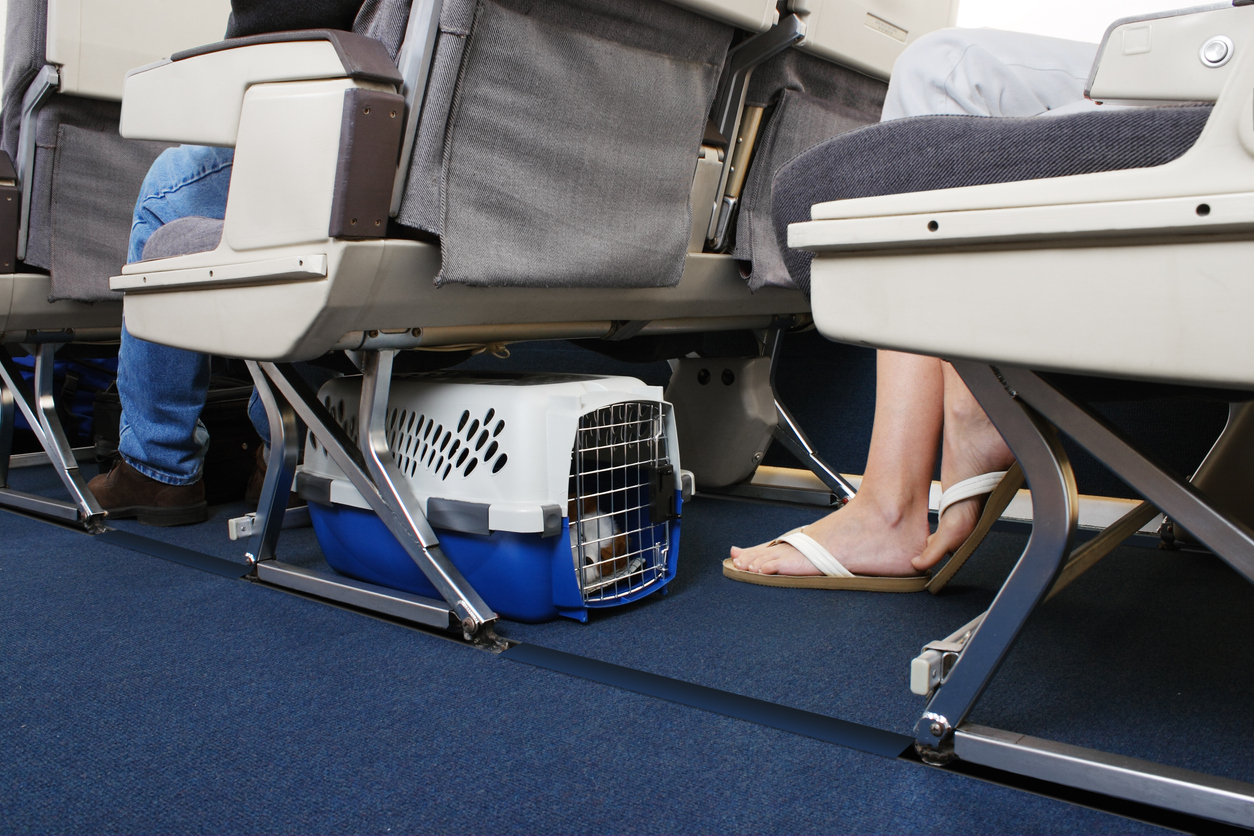 En hundekurv er placeret under et flysæde, en lille hund sover i den.
