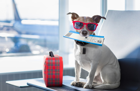 tiggeri spektrum Awaken Flyrejser med hund: fakta og tips | Easy Airport Parking