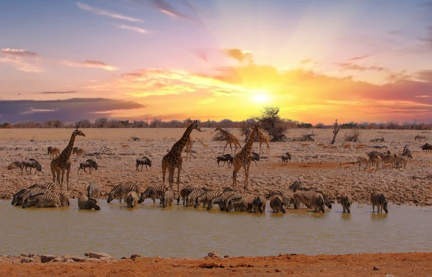 Giraffer og zebraer ved solopgang ved et vandhul i Afrika.